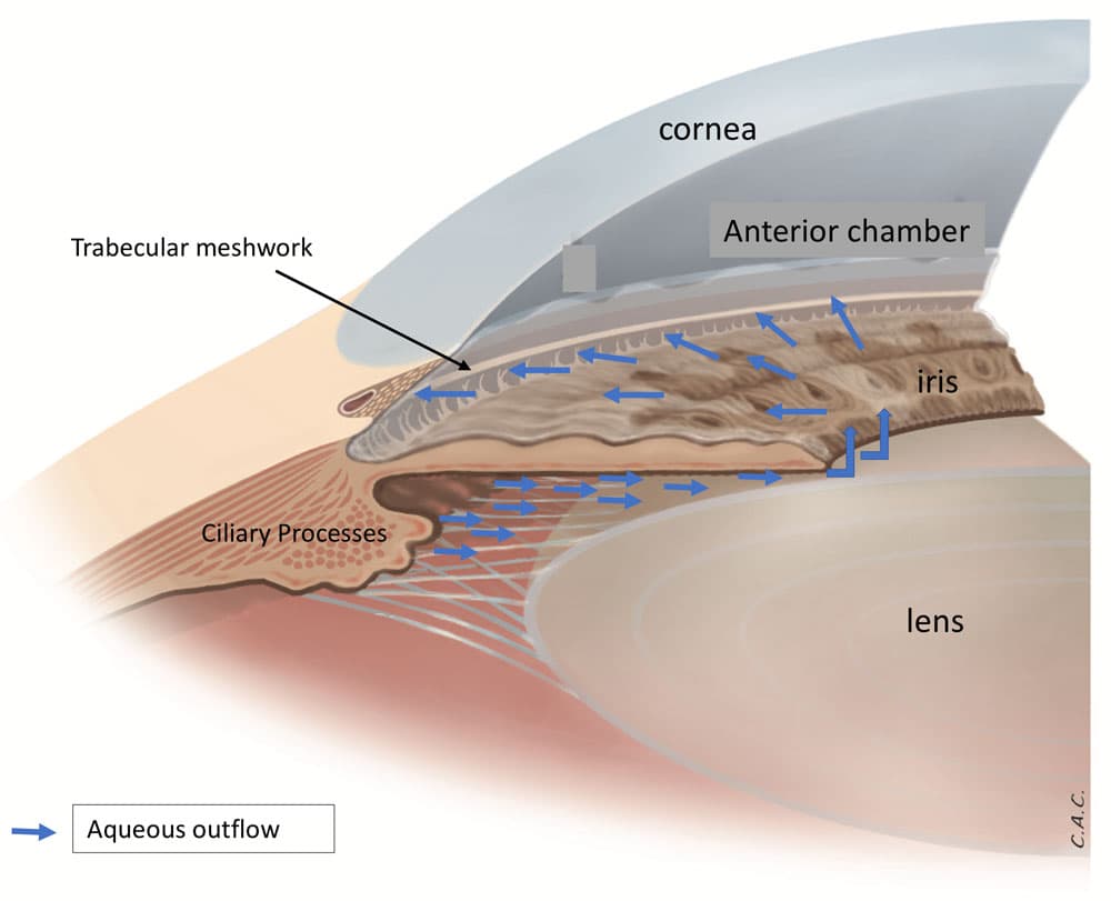 Diagrama do segmento anterior do olho mostrando o fluxo do humor aquoso a partir dos processos ciliares, atravessando a pupila e drenando pela malha trabecular